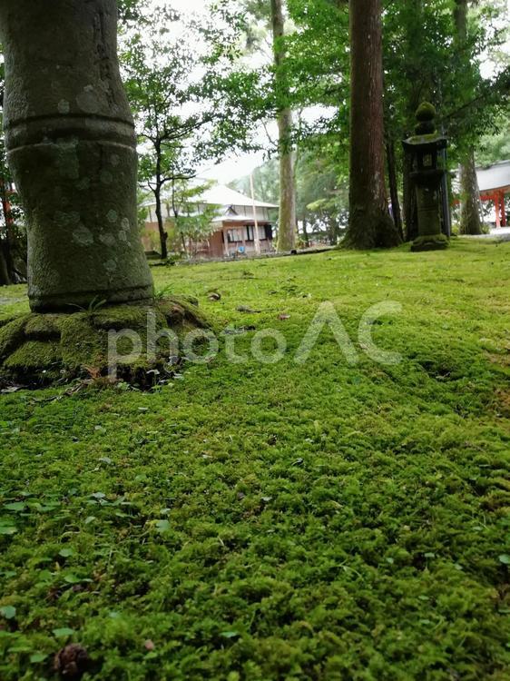 苔の絨毯 苔,何人もありません,木材の写真素材