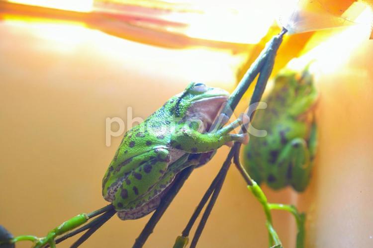 モリアオガエル　蛙 モリアオガエル,カエル,かえるの写真素材