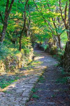 参道の景色 参道の景色の写真