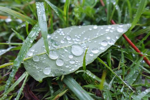 雨に濡れた葉っぱ 雨に濡れた葉っぱの写真