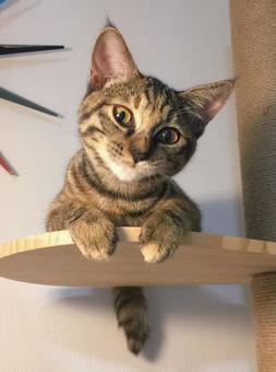 YUU2 YUU2 ねこ,ネコ,きじとらの写真素材