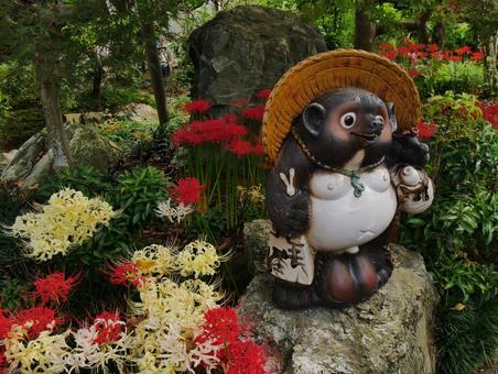 Shigaraki raccoon dog and red spider lily, JPG
