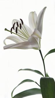 白百合開花3 白百合開花3の写真