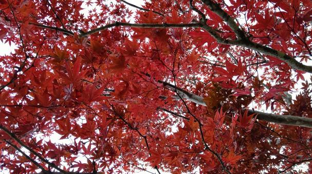 もみじ2 もみじ2 もみじ,秋,紅葉の写真素材