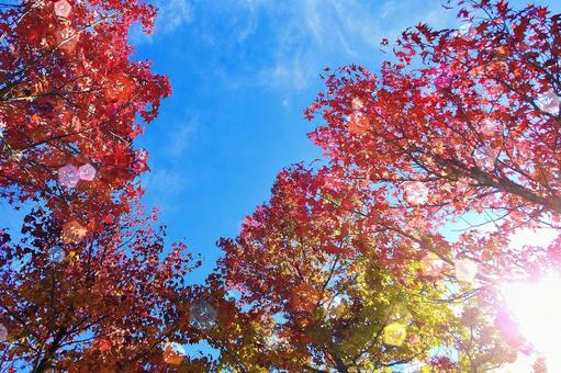 モミジバフウの紅葉と青空 モミジバフウの紅葉と青空の写真