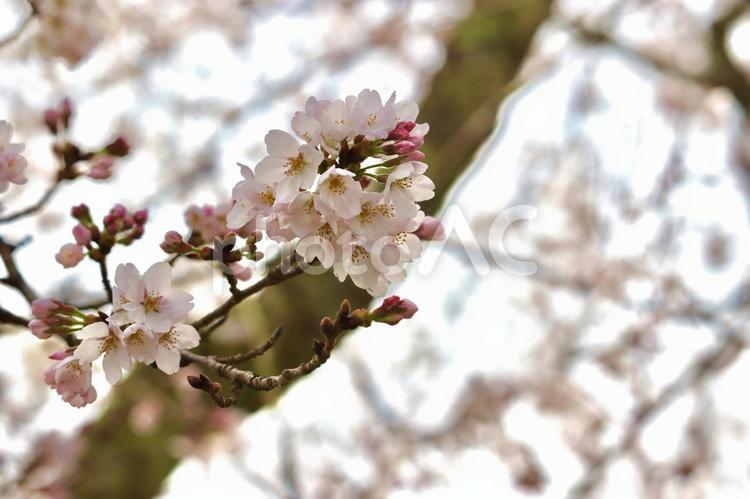 桜　花見　桜並木 さくら,春,桜の写真素材