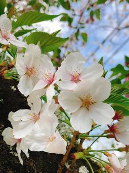 桜色 桜色の写真