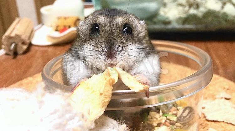 林檎を食べるジャンガリアンハムスター4 ジャンガリアンハムスター,ハムスター,林檎の写真素材