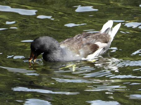 餌を探すバンの写真