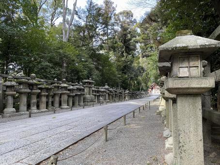 参道 参道 景色,自然,観光の写真素材