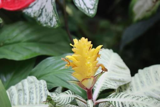 黄色いアフェランドラの花のアップ 黄色い,アフェランドラ,花の写真素材