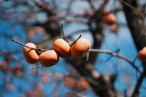 柿 柿,柿の木,秋の写真素材