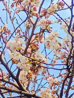 開花しつつある桜の写真 開花しつつある桜の写真の写真