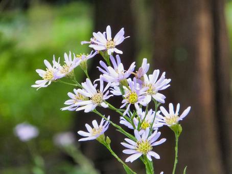 シオンの黄色い花 シオンの黄色い花 シオン,花,秋の写真素材