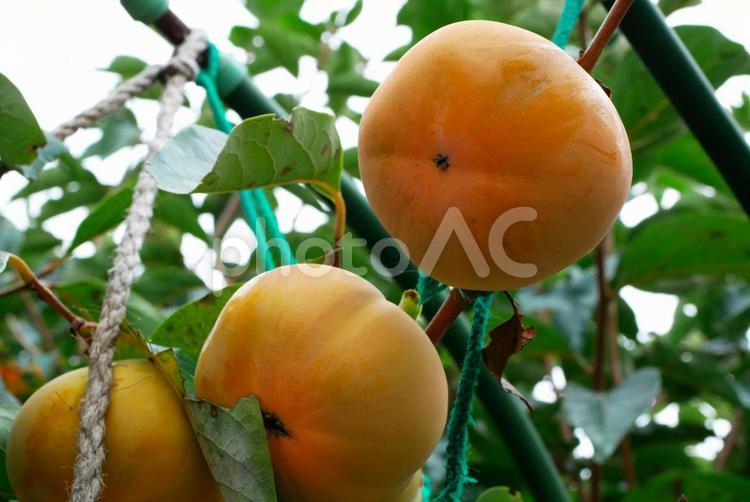 大きく実った柿の実 柿,果物狩り,カキの写真素材