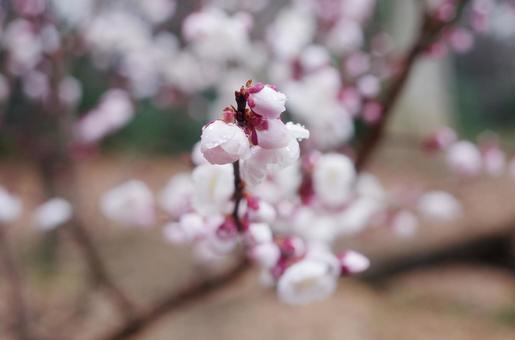 桜_アップ 桜_アップの写真