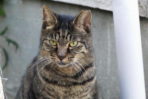 街中で見かけた野良ねこ18　猫素材　背景 ネコ,野良猫,可愛いの写真素材