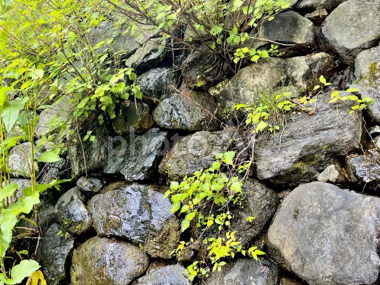 石垣から生える植物 植物,自然,石垣の写真素材