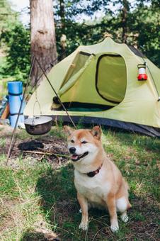 芝生の上で立つ犬 犬,テント,キャンプの写真素材