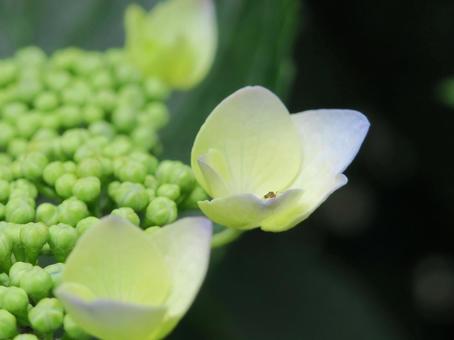 紫陽花と虫 紫陽花と虫の写真