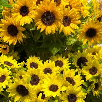 ひまわり ひまわり,花,フラワーショップの写真素材