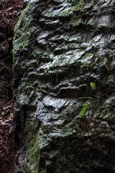 荒々しい岩肌に生える苔 荒々しい岩肌に生える苔の写真