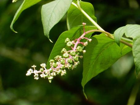 【植物写真】ヨウシュヤマゴボウ 【植物写真】ヨウシュヤマゴボウの写真