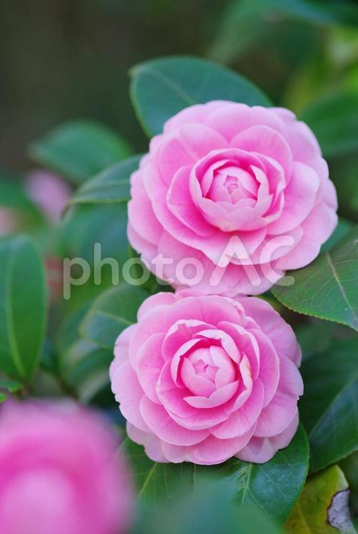 乙女椿　おとめつばき　花 乙女椿,おとめつばき,花の写真素材