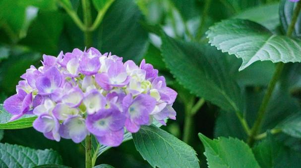 華やかな薄紫色の紫陽花と緑 華やかな薄紫色の紫陽花と緑の写真