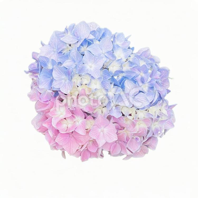 素材画像　切り抜き　紫陽花　PSD あじさい,アジサイ,自然の写真素材