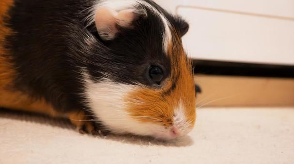 モルモットの休憩時間 モルモット,小動物,ペットの写真素材