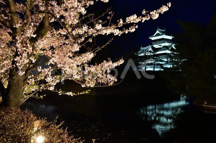 ライトアップされた松本城と桜 松本城,ライトアップ,桜の写真素材