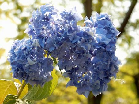 [Flower photo] Hydrangea flower, JPG