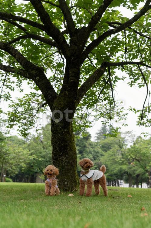 夏の公園で散歩するトイプードル トイプードル,トイプー,パピーの写真素材