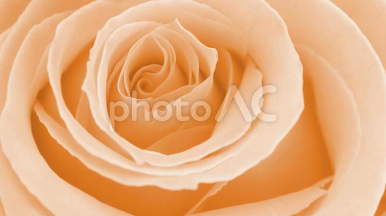 背景素材☆ローズイメージ☆オレンジ 薔薇,ローズ,バラの写真素材