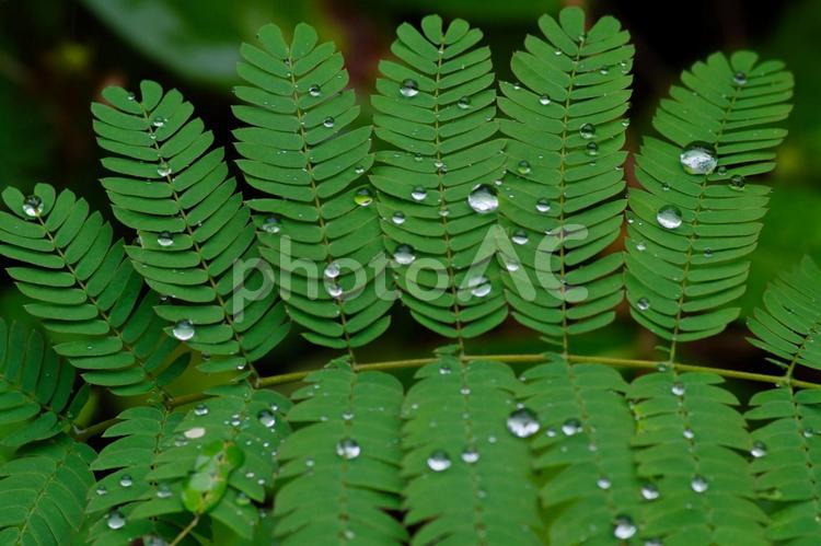 雨が降って葉っぱに水玉ができる 赤坂,水玉,しずくの写真素材