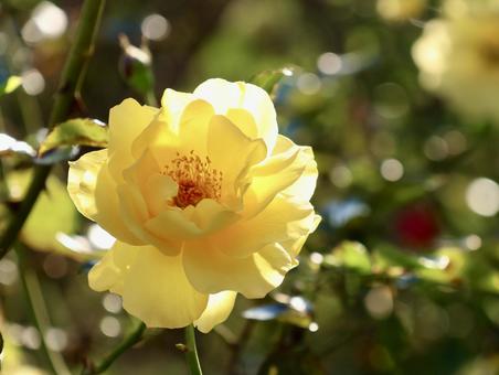 黄色のバラ バラ,薔薇,黄色の写真素材