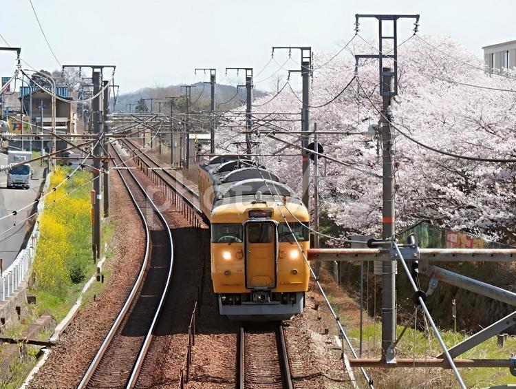 【桜の写真】桜が咲く風景 桜,さくら,サクラの写真素材