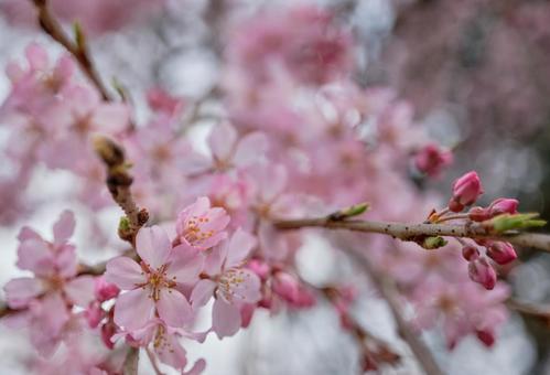 春の穏やかな陽射しに映える綺麗な桜の花 春の穏やかな陽射しに映える綺麗な桜の花の写真