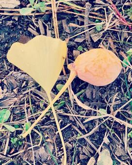 銀杏 銀杏の写真