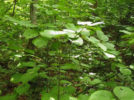 山の草木の写真