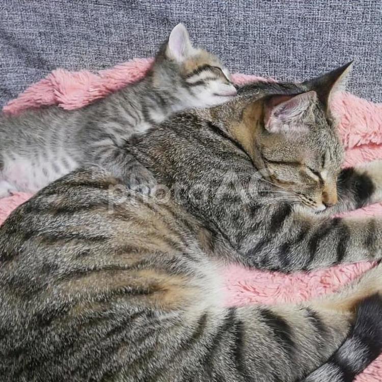仲良し保護猫のお昼寝 猫,ネコ,ねこの写真素材