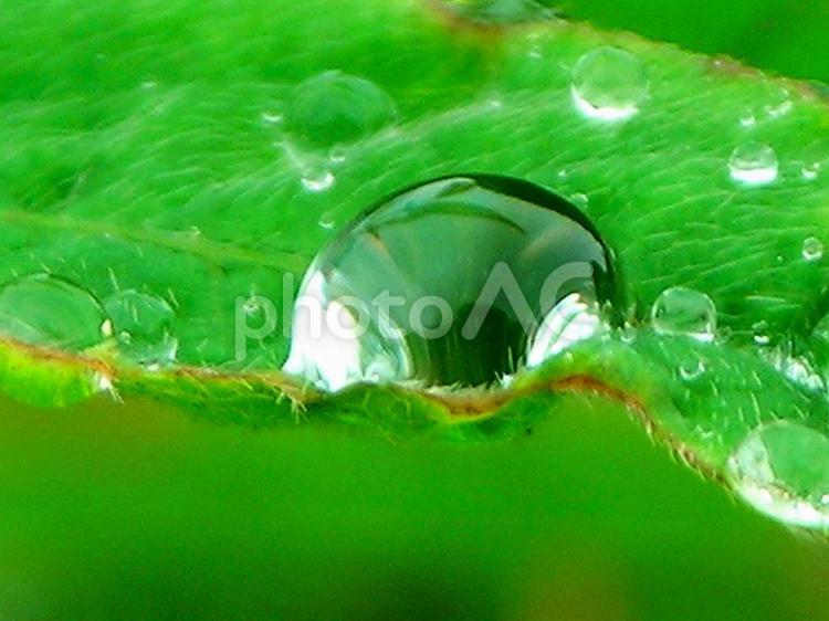 水滴と緑の葉 水滴,水,丸い水滴の写真素材