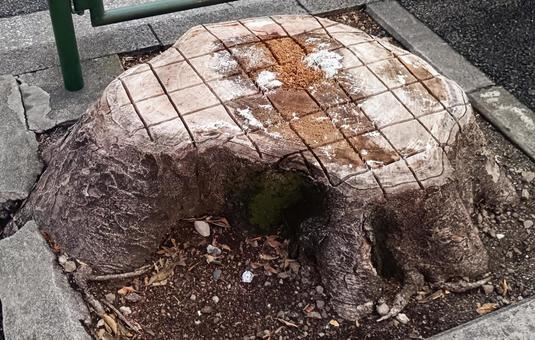 Photo, tree, stump, wood, 