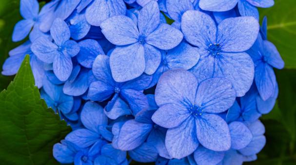 青い紫陽花の花 マクロ撮影 青い紫陽花の花 マクロ撮影の写真