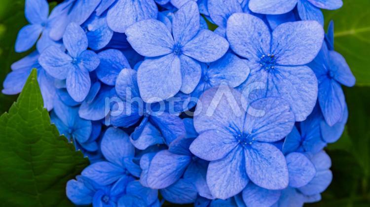 青い紫陽花の花　マクロ撮影 紫陽花,アジサイ,花の写真素材