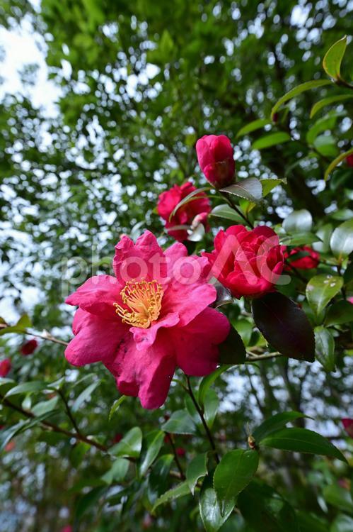 砺波市美術館前庭の寒椿 花,植物,花びらの写真素材