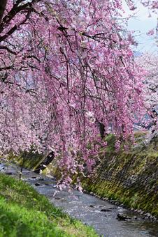 Cherry blossom trees along the Daimon River in Nanto City, Toyama, JPG Cherry blossom trees along the Daimon River in Nanto City, Toyama, JPG