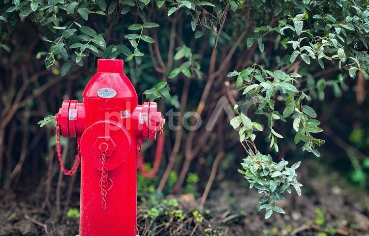 緑の中に際立つ赤い消火栓の存在感 消火栓,赤,緑の写真素材