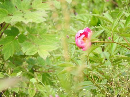 葉っぱの中のお花 葉っぱの中のお花の写真